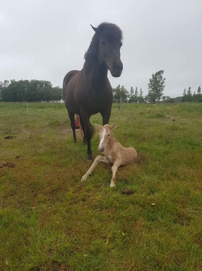 Vorsabaer Apartment Selfoss Zewnętrze zdjęcie